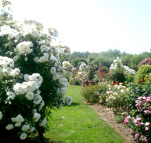 les jardins aux senteurs uniques