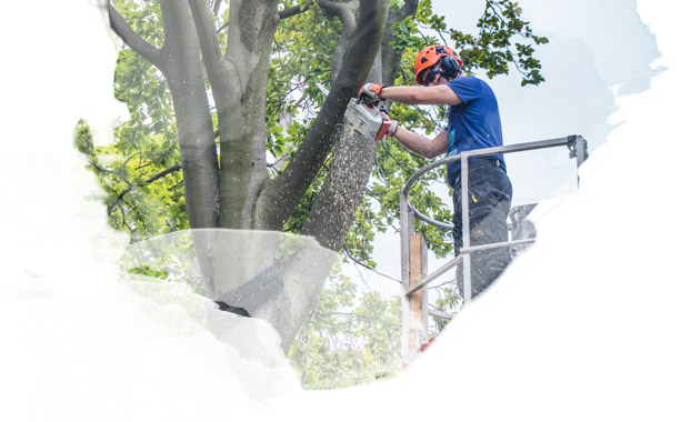 elagage et abattage d'arbre