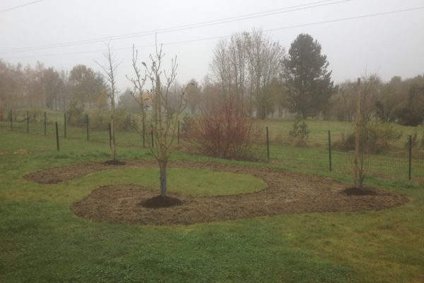Plantation arbuste et massif