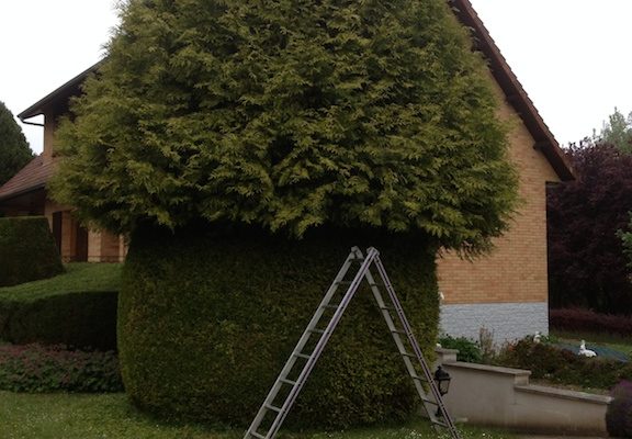 Taille de haie et sapin