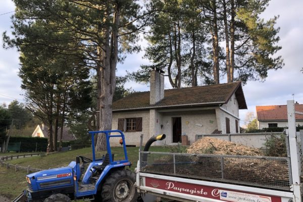 Elagages et abattages 2020