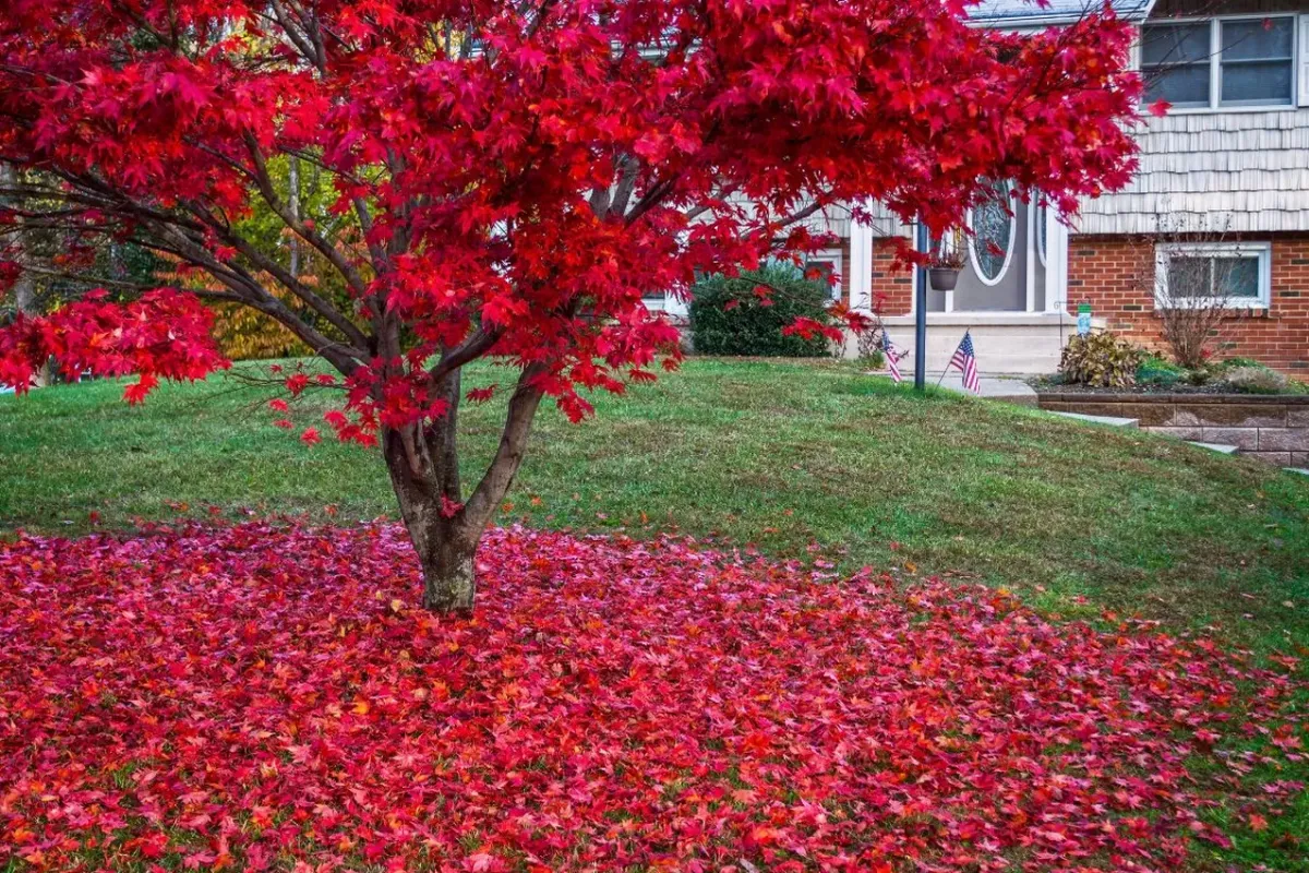 erable du japon rouge