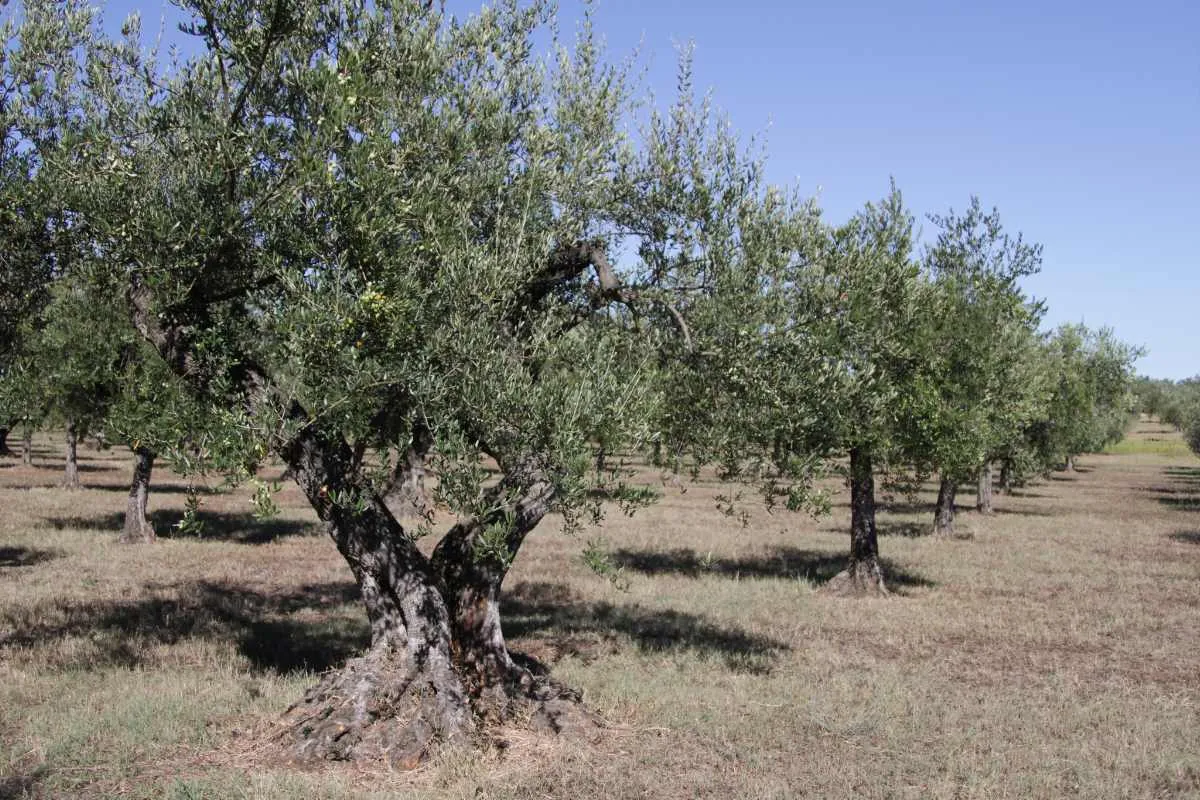 quand-et-comment-tailler-un-olivier-explications