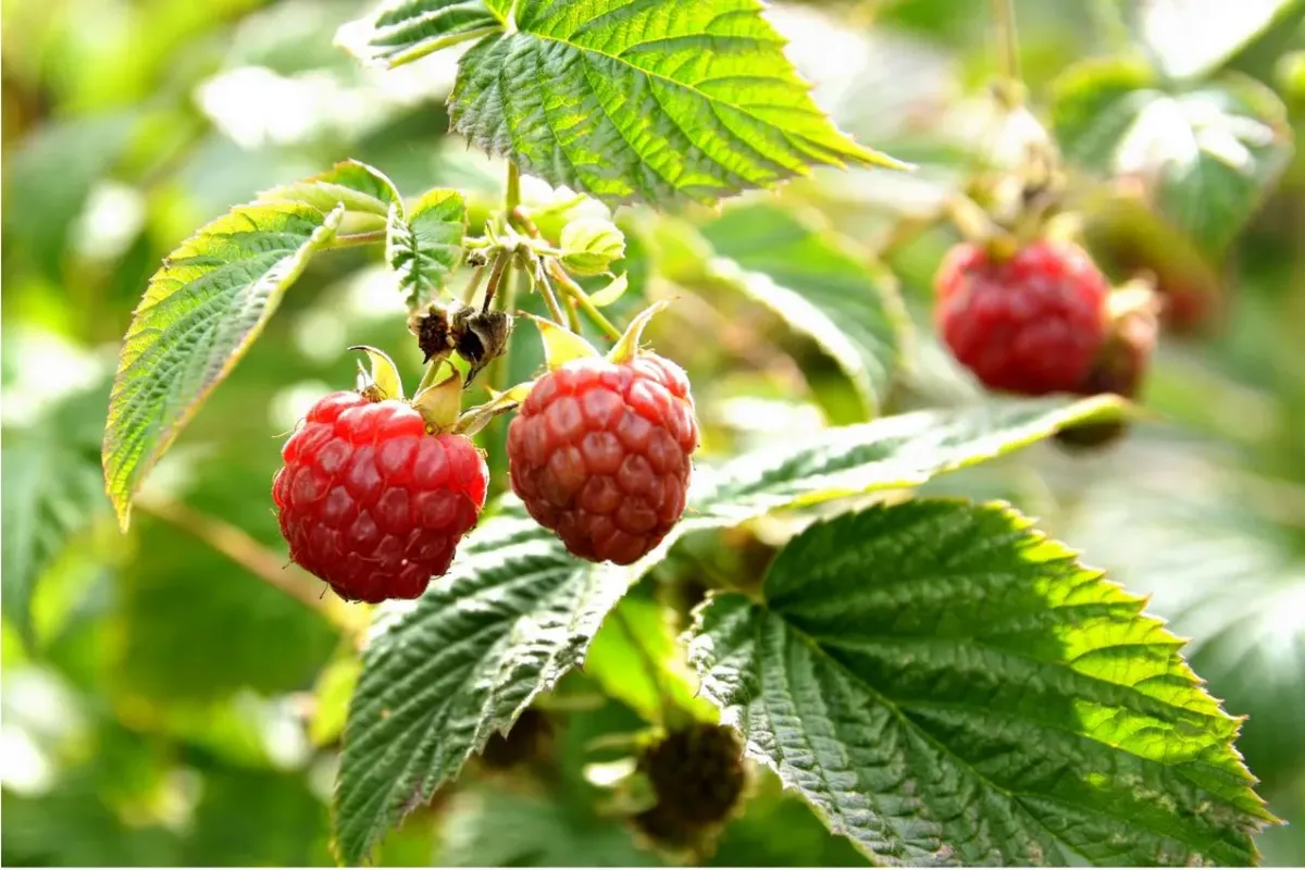 que mettre au pied des framboisiers