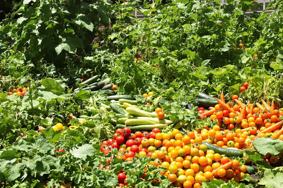 Potager calendrier : Calendrier pratique pour organiser votre potager toute l’année