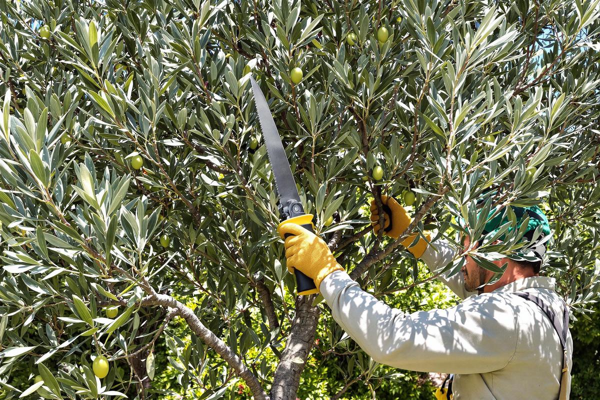 Comment tailler un olivier trop haut sans l'endommager ?